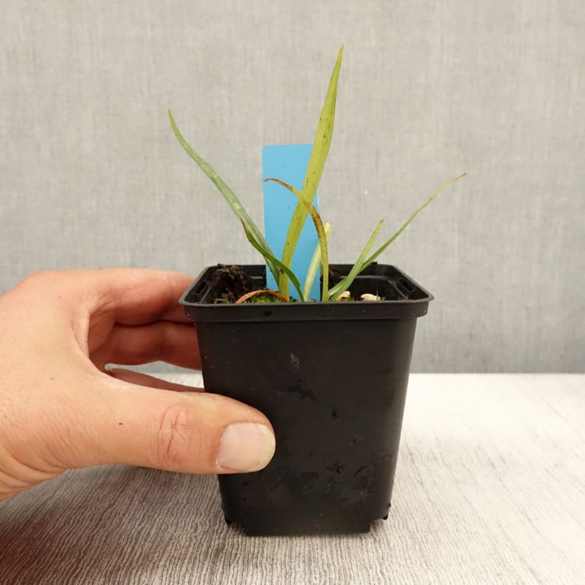 Esemplare di Dactylorhiza praetermissa - Orchis négligé Godet de 8/9 cm come consegnato in autunno