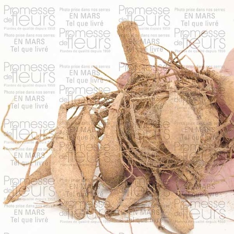 Esempio di esemplare Dalia a fior d'anemone Blue Bayou Bulbo size I come consegnato