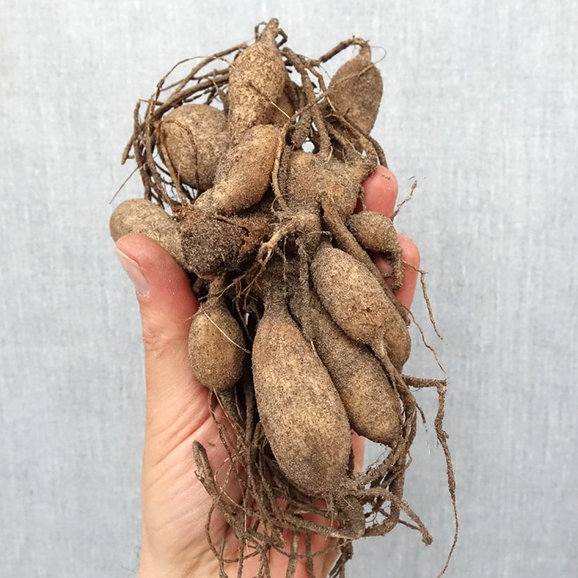 Dalia a fior d'anemone Dad's Favourite Bulbo taglia I esemplare consegnato in primavera