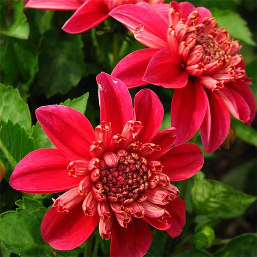 Dalia a fior d'anemone Inca (Flowering)