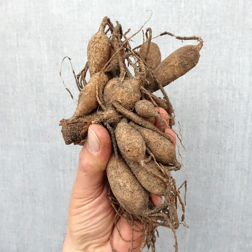 Dalia a fior d'anemone Platinum Blonde Bulbo taglia I esemplare consegnato in primavera