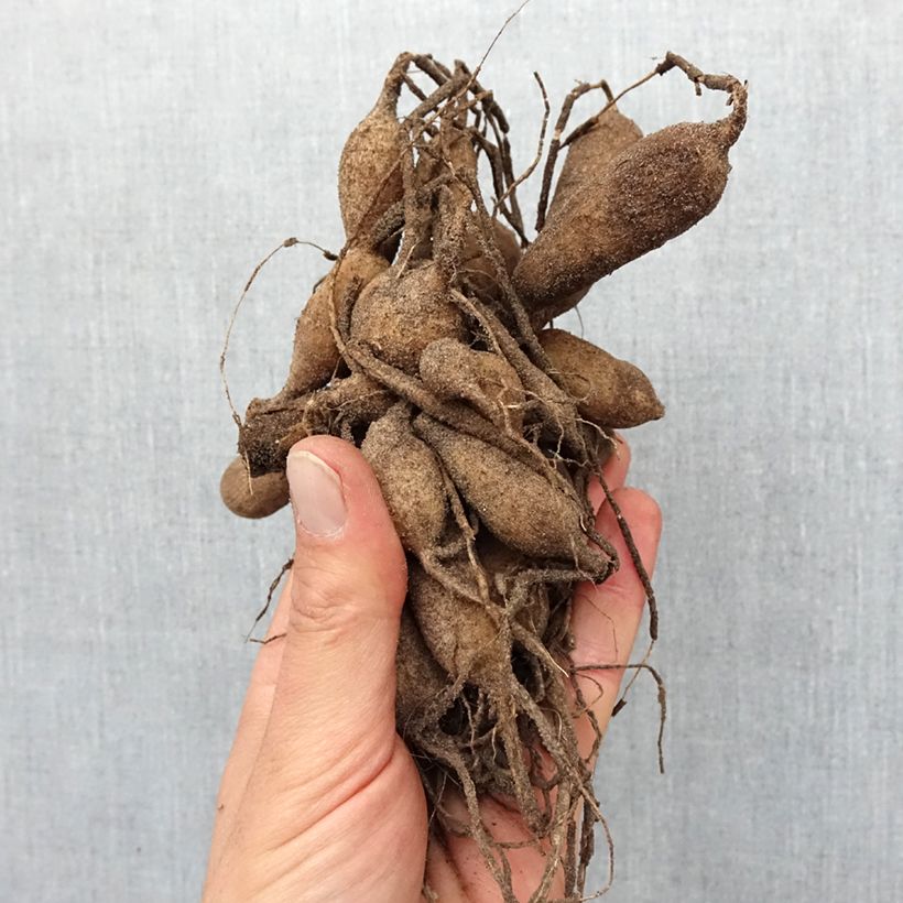 Dalia a fior d'anemone Totally Tangerine Bulbo taglia I esemplare consegnato in primavera