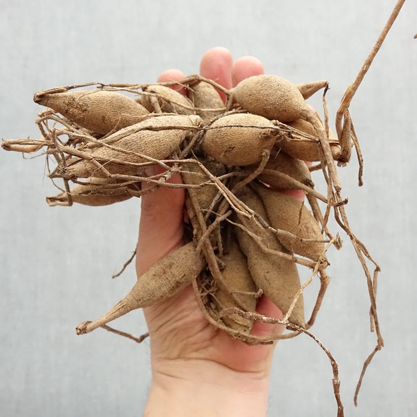 Dalia ball Dahlia Andrea Lawson Bulbo taglia I esemplare consegnato in primavera