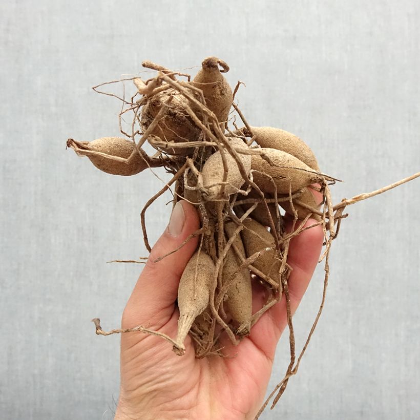 Dalia ball Dark Spirit Bulbo taglia I esemplare consegnato in primavera