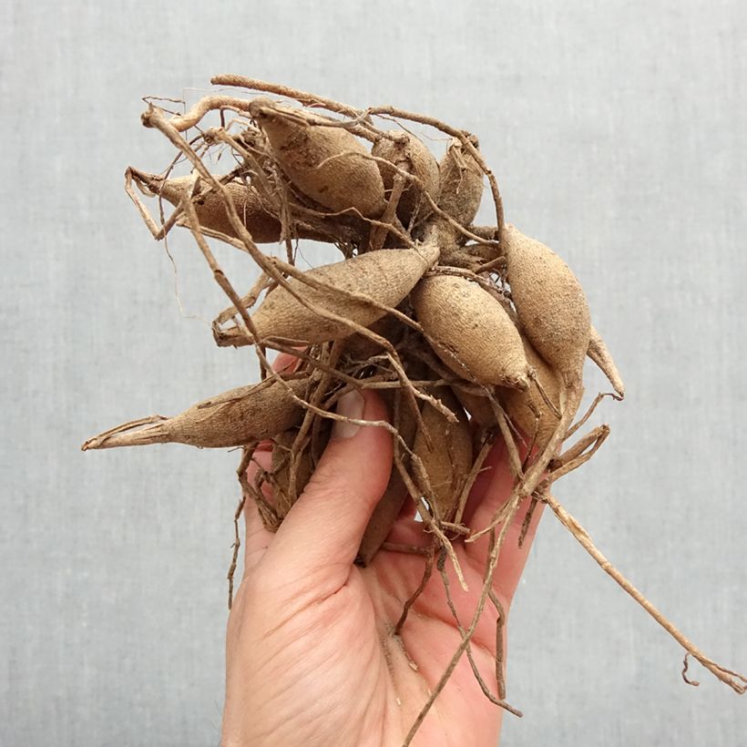 Dalia ball Flocon de neige Bulbo taglia I esemplare consegnato in primavera