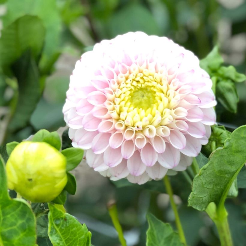 Dalia ball Pink Pearl (Flowering)