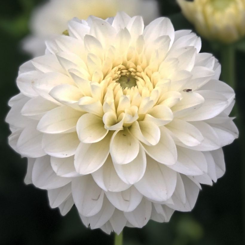 Dalia ball Polar Ice (Flowering)