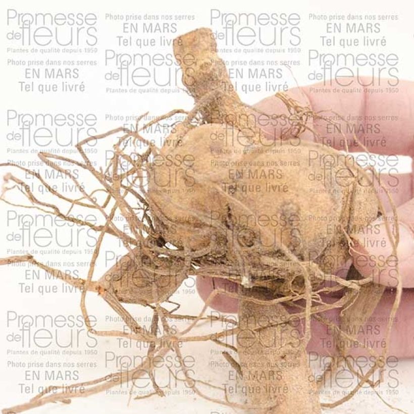 Esempio di esemplare Dalia Berner Oberland Bulbo size I come consegnato