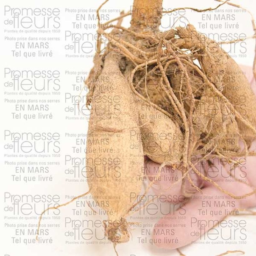 Esempio di esemplare Dalia cactus Chat Noir Bulbo taglia I come consegnato