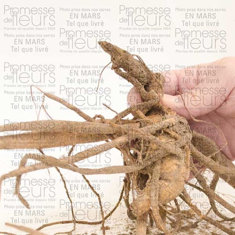 Esempio di esemplare Dalia cactus My Love Bulbo taglia I come consegnato