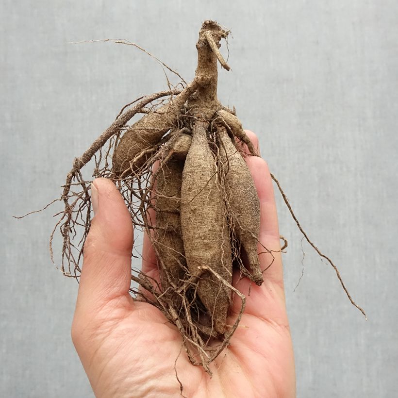 Example of Dalia cactus Vuurvogel Bulbo taglia I as you get in printemps