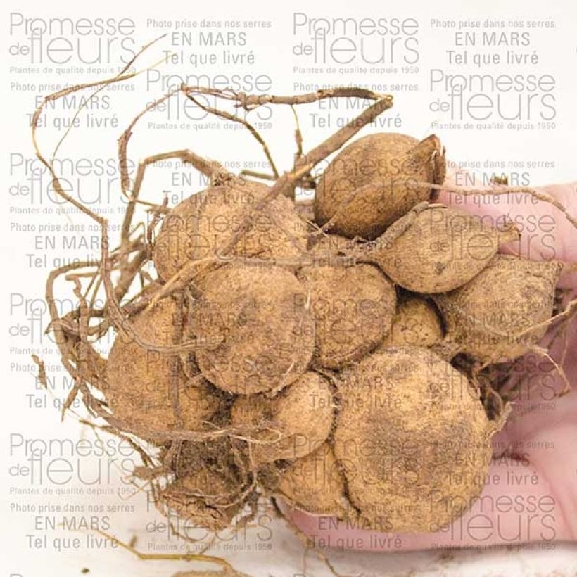 Esempio di esemplare Dalia cactus Park Princess Bulbo taglia I come consegnato