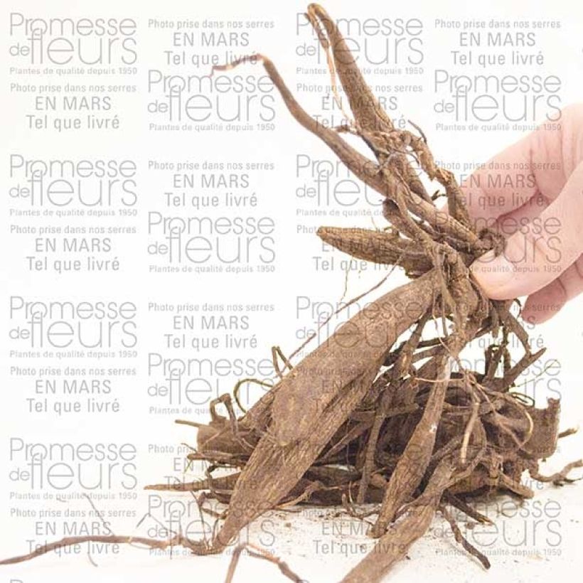 Esempio di esemplare Dalia cactus Red Majorette Bulbo come consegnato