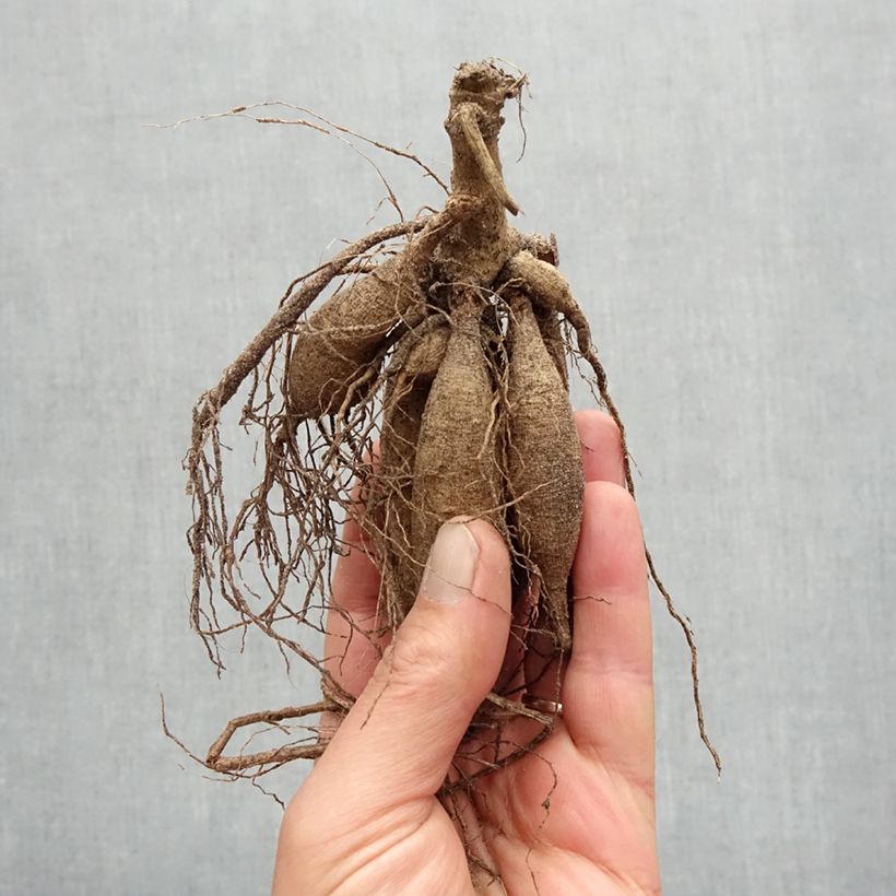 Dalia cactus Samourai Bulbo taglia I esemplare consegnato in primavera