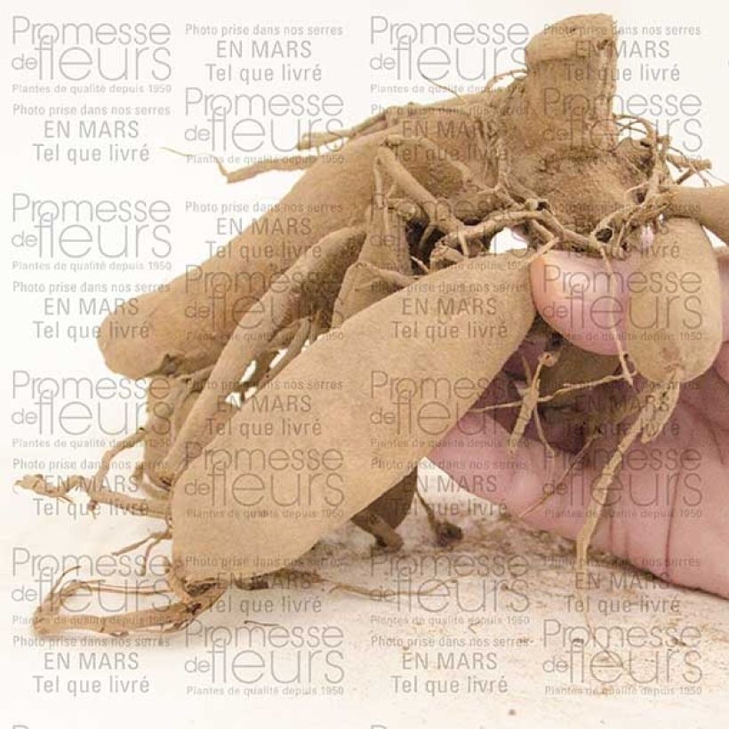 Esempio di esemplare Dalia cactus Urchin Bulbo taglia I come consegnato