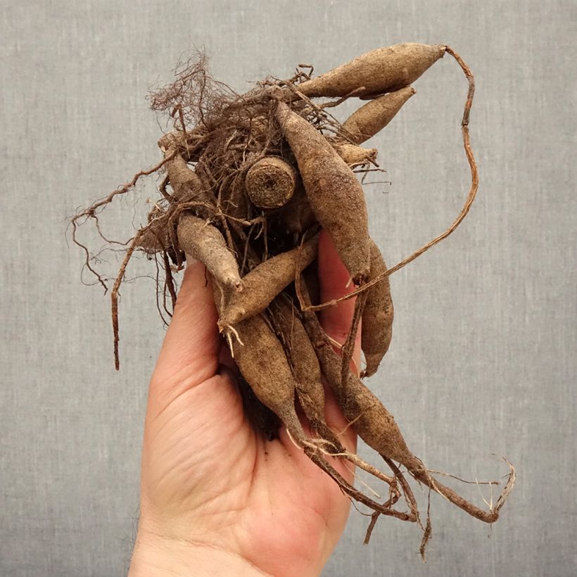 Example of Dalia Offshore Dream Bulbo taglia I as you get in printemps