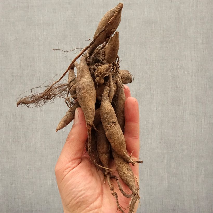 Dalia Onesta Bulbo size I esemplare consegnato in primavera