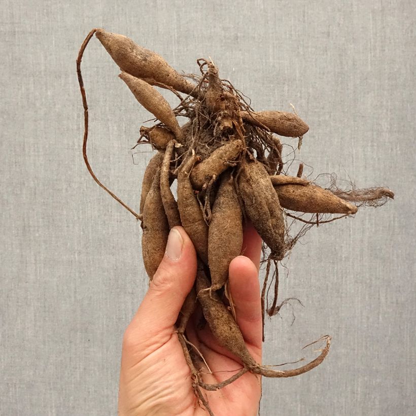 Example of Dalia Seduction Bulbo taglia I as you get in printemps