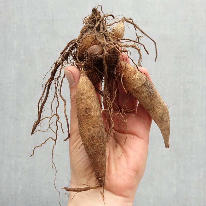 Dalia collarette Fashion Monger Bulbo taglia I esemplare consegnato in primavera