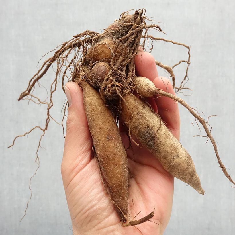 Dalia collarette Impression Fantastico Bulbo taglia I esemplare consegnato in primavera