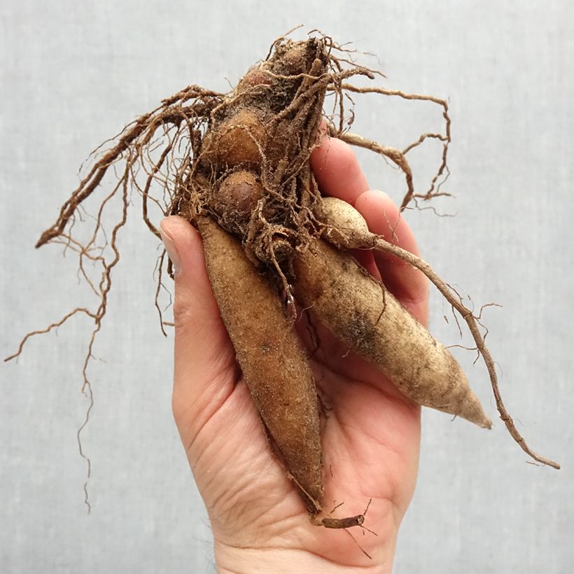 Example of Dalia collarette Kelsey Annie Joy Bulbo taglia I as you get in printemps