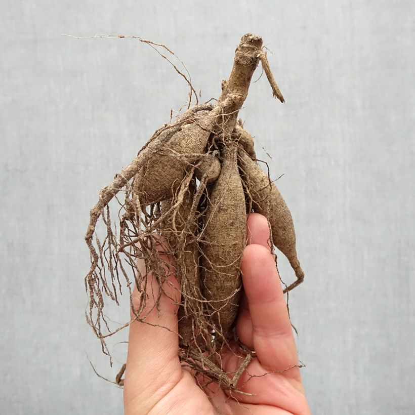 Example of Dalia Cayen Bulbo taglia I as you get in printemps