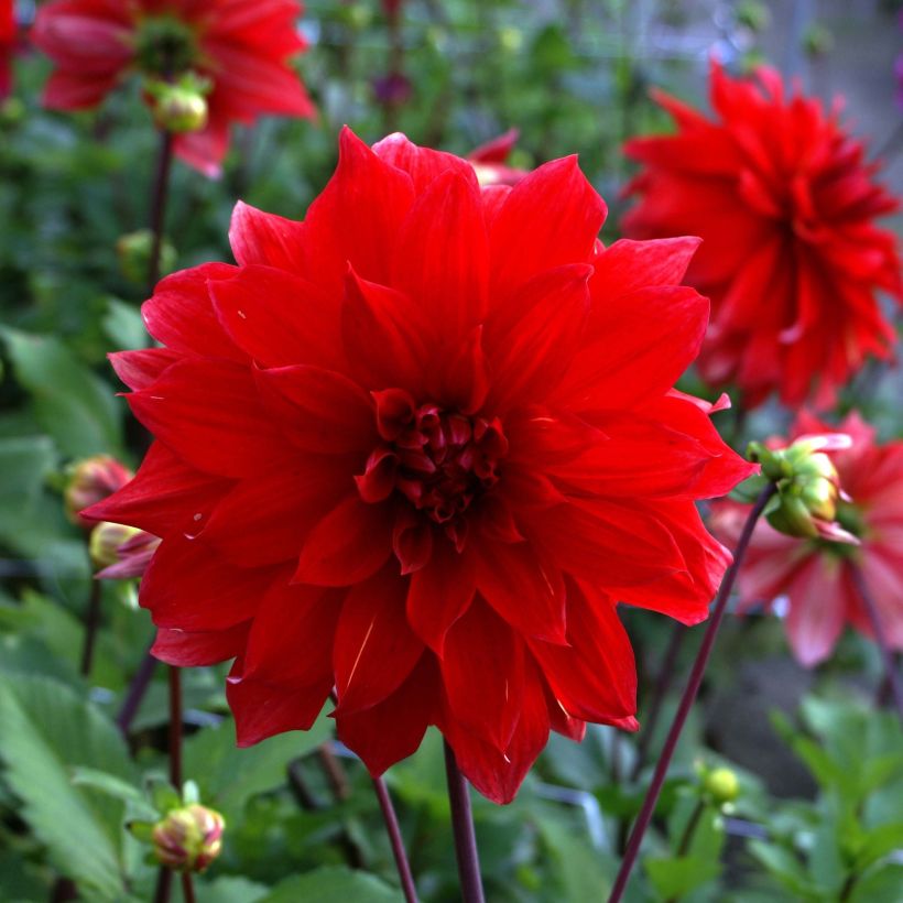 Dalia decorativa Babylon rouge (Fioritura)