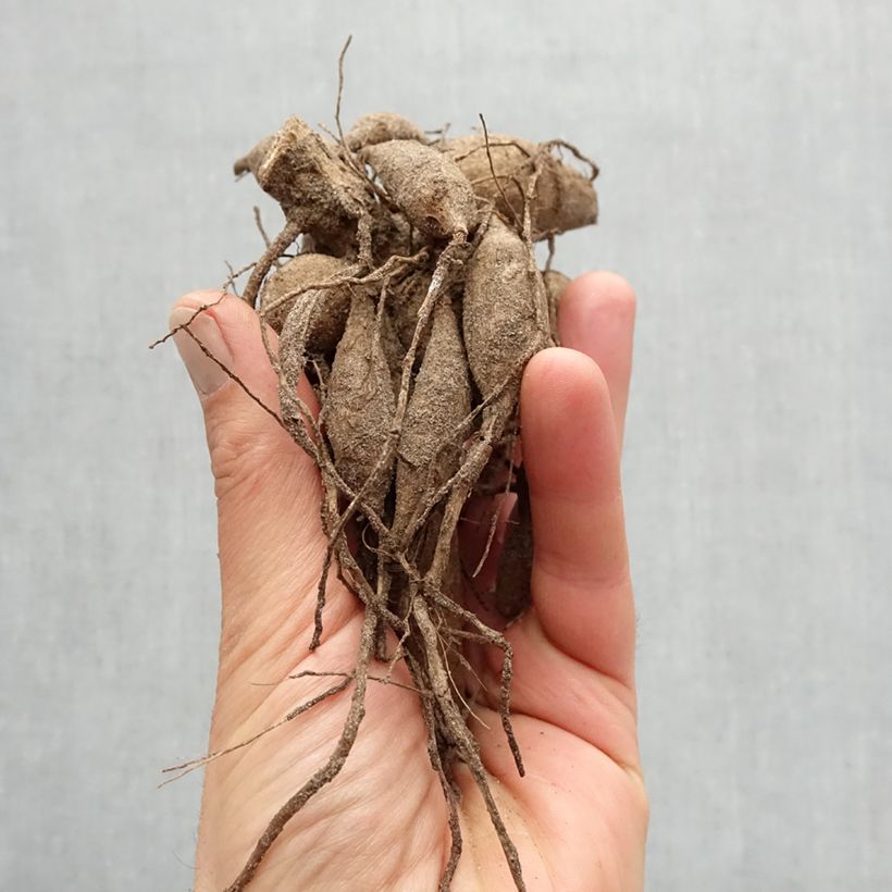 Example of Dalia decorativa Charles de Gaulle Bulbo as you get in printemps