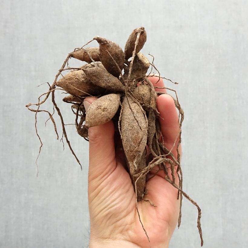 Dalia decorativa Creme de Cassis Bulbo taglia I esemplare consegnato in primavera