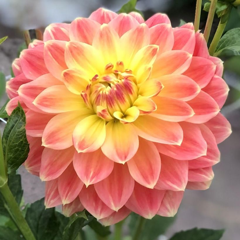 Dalia decorativa October Sky (Fioritura)