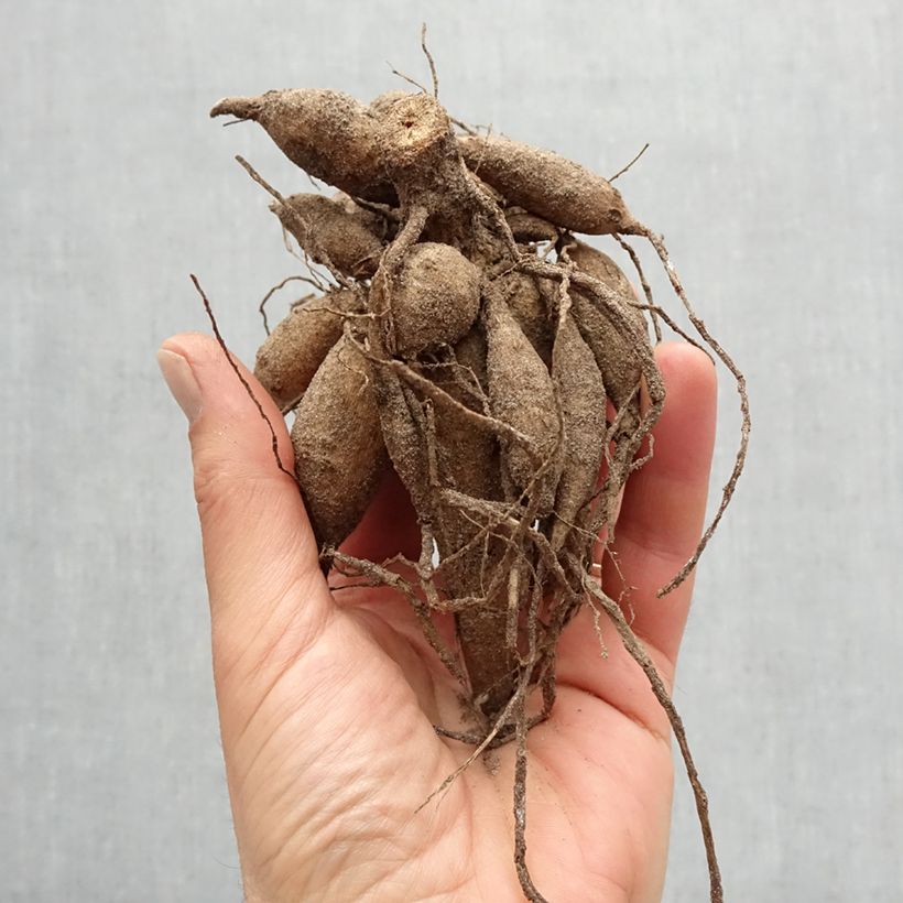 Example of Dalia decorativa Red Rock Bulbo taglia I as you get in printemps