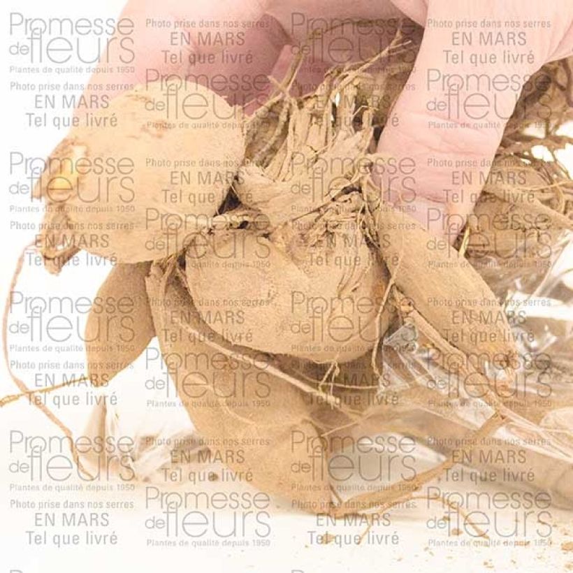 Esempio di esemplare Dalia decorativa Café Au Lait Bulbo size I come consegnato