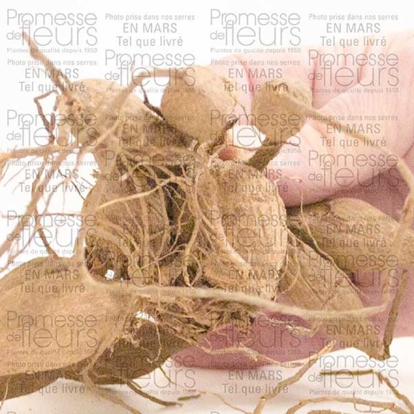 Example of Dalia decorativa Emory Paul Bulbo taglia I as you get