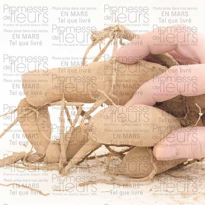 Esempio di esemplare Dalia decorativa Gitts Perfection Bulbo taglia I come consegnato