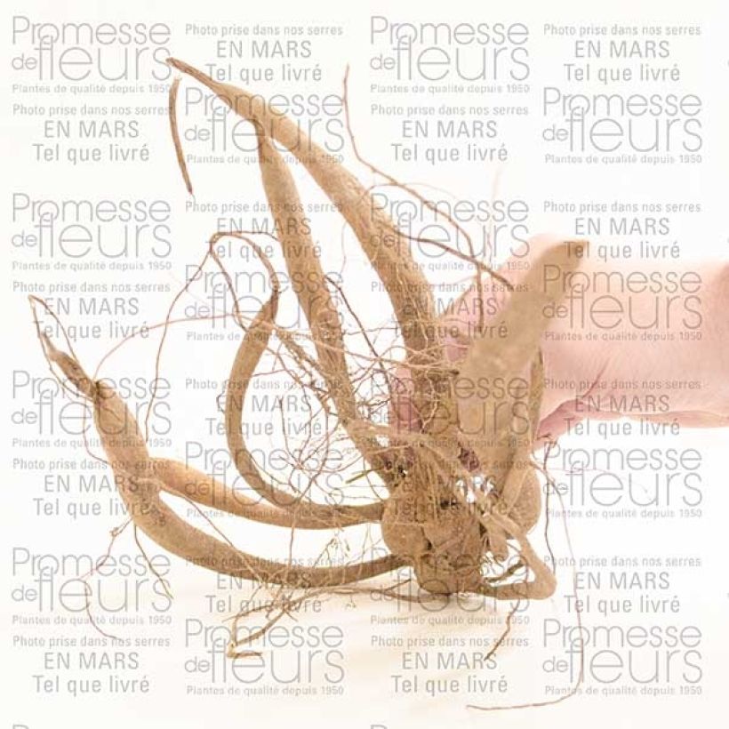 Esempio di esemplare Dahlia imperialis Bulbo taglia I come consegnato