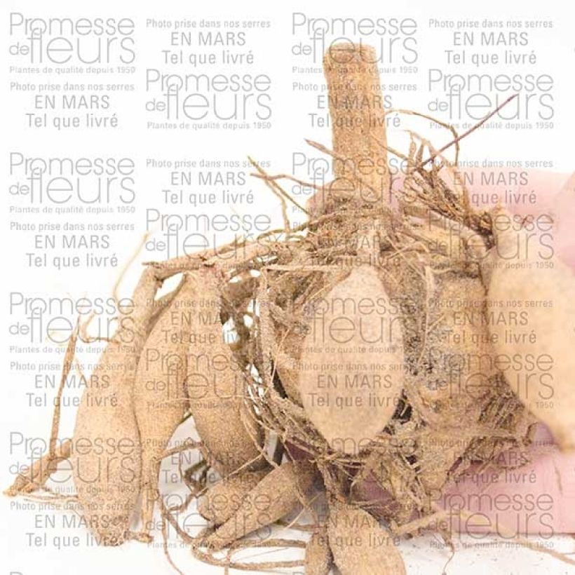 Esempio di esemplare Dalia decorativa Lady Liberty Bulbo size I come consegnato