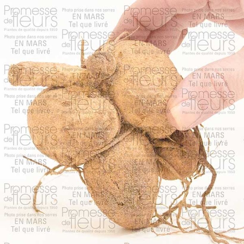 Esempio di esemplare Dalie ibrida Girafe Bulbo come consegnato