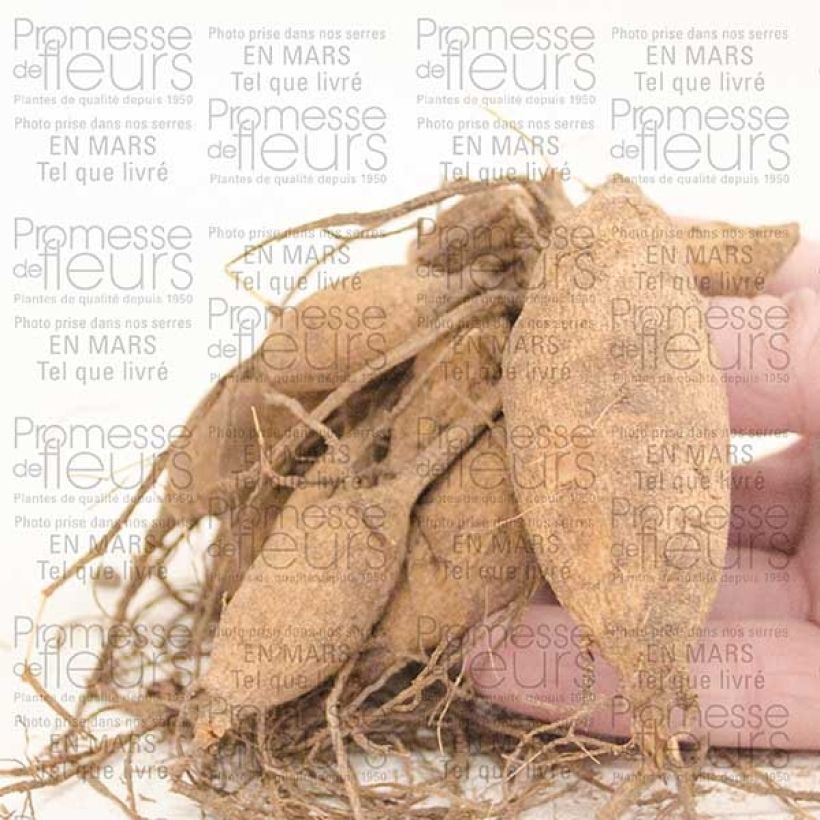 Esempio di esemplare Dalia a fiore singolo Happy Single Kiss Bulbo taglia I come consegnato