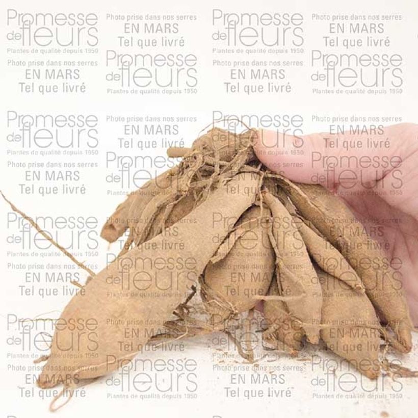 Esempio di esemplare Dalia a fiore singolo Happy Single Party Bulbo taglia I come consegnato