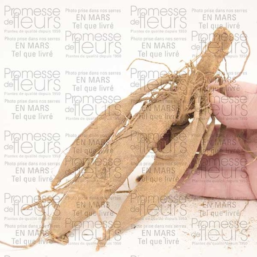 Example of Dalia a fiore singolo Happy Single Princess Bulbo taglia I as you get