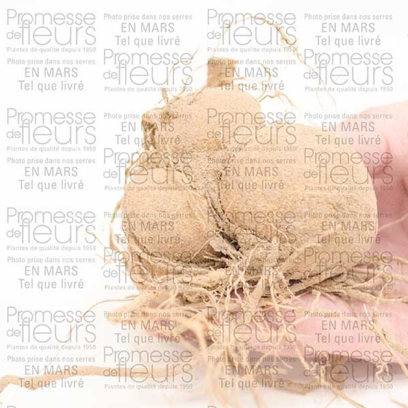 Esempio di esemplare Dalia a fiore singolo Happy Single Romeo Bulbo taglia I come consegnato