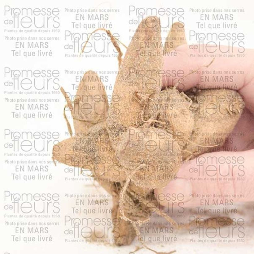 Example of Dalia a fior d'anemone Dahlia Honey Bulbo taglia I as you get