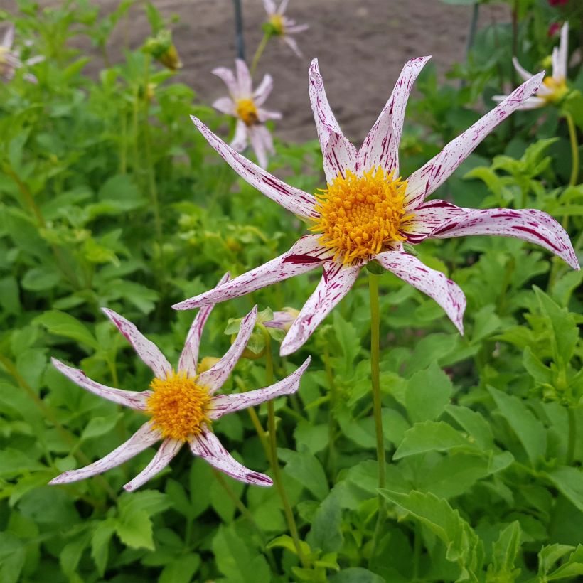 Dalia Honka Destiny's Teacher (Flowering)