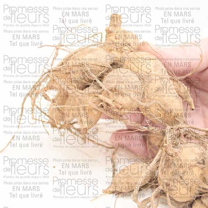 Esempio di esemplare Dalia Honka Tahoma Moonshot Bulbo come consegnato