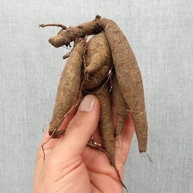 Example of Dalia ball Marron Fox Bulbo taglia I as you get in printemps