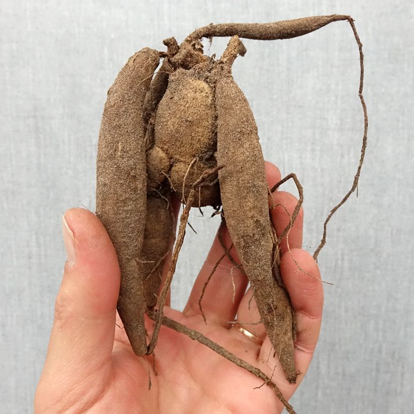 Dalia ball Babette Bulbo taglia I esemplare consegnato in primavera