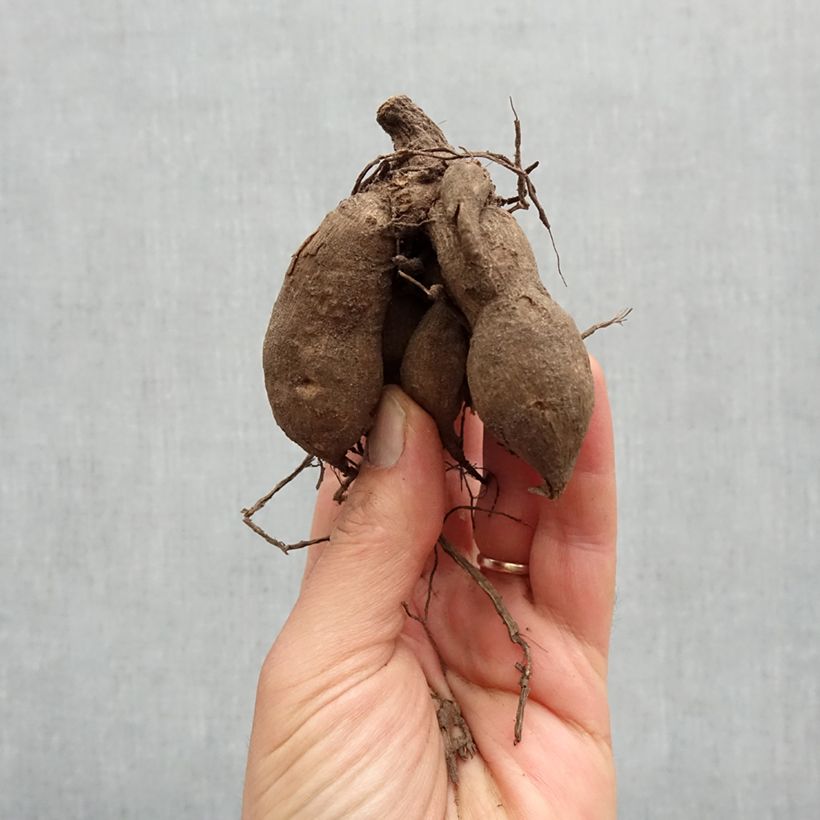 Dalia nana Gallery Cobra Bulbo taglia I esemplare consegnato in primavera