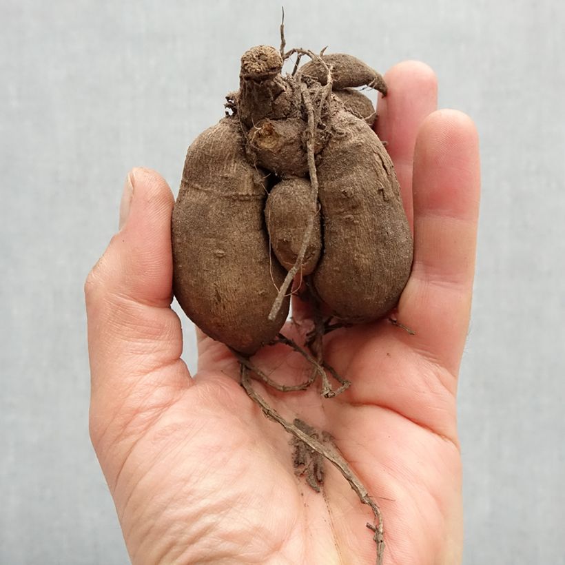 Example of Dalia nana Gallery Leonardo Bulbo taglia I as you get in printemps