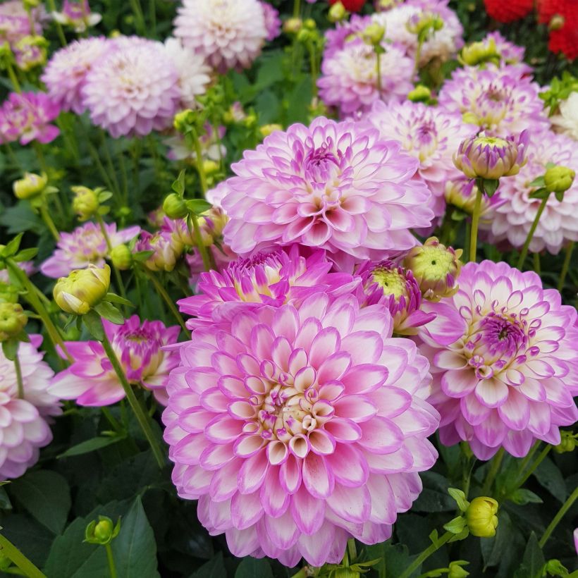 Dalia nana Melody Dixie (Flowering)