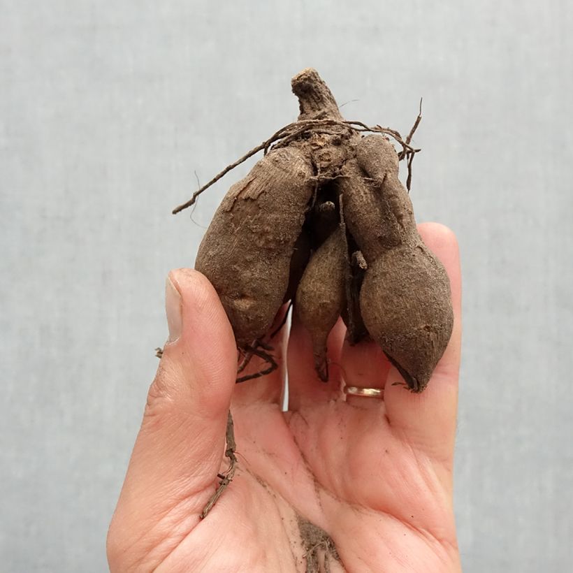 Example of Dalia nana Melody Dixie Bulbo taglia I as you get in printemps